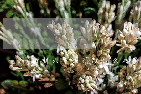 逾期未申报罚款什么时候出来