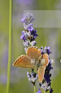 逾期未申报罚款依据