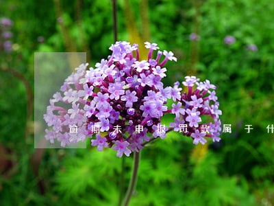逾期未申报罚款属于什么