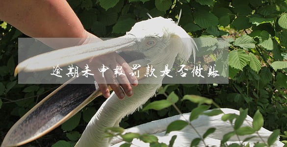 逾期未申报罚款是否做账