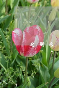 逾期未申报行为是什么意思 逾期未申报行为是什么意思