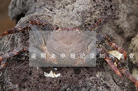 逾期未申报记录如何能查询到 逾期未申报记录如何能查询到