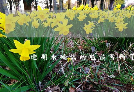 逾期未确认的电话号码可以自编吗 逾期未确认的电话号码可以自编吗
