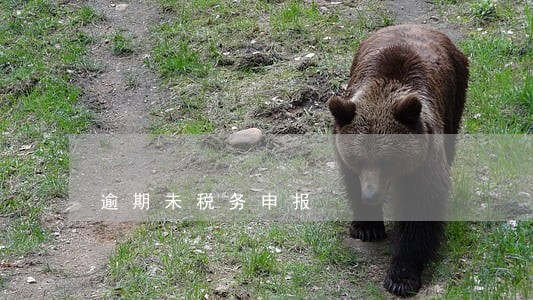 逾期未税务申报 逾期未税务申报