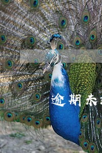 逾期未竣工的工程如何赔偿 逾期未竣工的工程如何赔偿