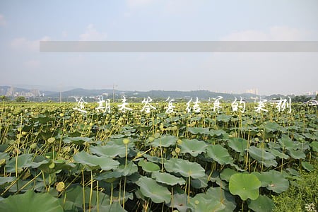 逾期未答复结算的案例 逾期未答复结算的案例