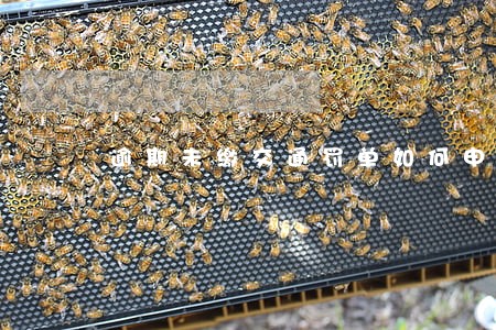 逾期未缴交通罚单如何申诉 逾期未缴交通罚单如何申诉