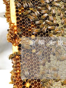逾期未缴情况说明 逾期未缴情况说明