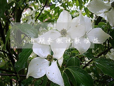 逾期未缴税款催报 逾期未缴税款催报