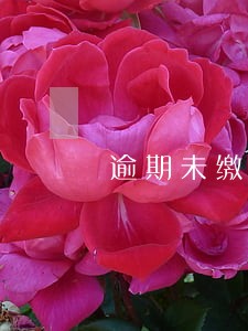 逾期未缴税款有处罚吗 逾期未缴税款有处罚吗