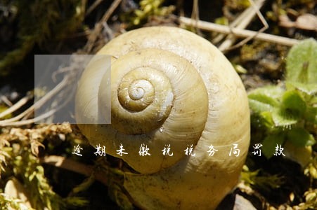 逾期未缴税税务局罚款 逾期未缴税税务局罚款