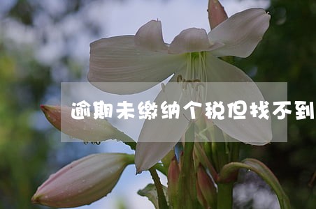 逾期未缴纳个税但找不到税款扣款 逾期未缴纳个税但找不到税款扣款