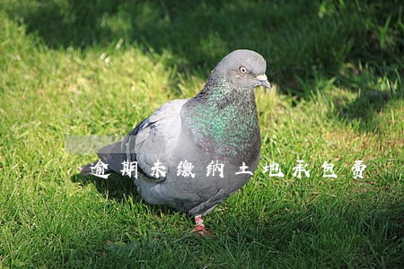 逾期未缴纳土地承包费 逾期未缴纳土地承包费