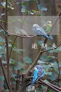 逾期未缴纳增值税的怎么办 逾期未缴纳增值税的怎么办