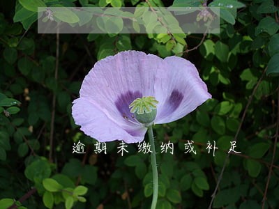 逾期未缴纳或补足 逾期未缴纳或补足