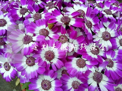 逾期未缴纳残保金