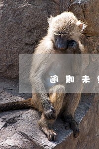 逾期未缴纳租金达10天的 逾期未缴纳租金达10天的
