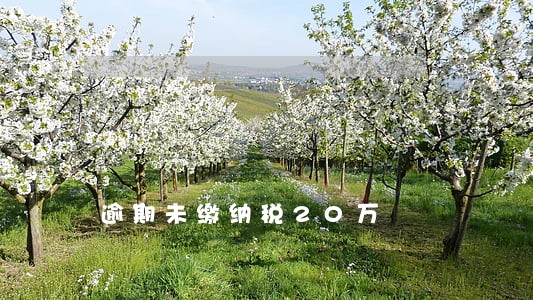 逾期未缴纳税20万 逾期未缴纳税20万