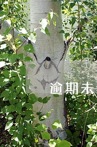 逾期未缴纳税款在哪查询 逾期未缴纳税款在哪查询