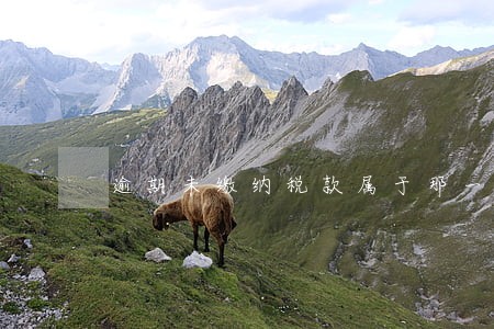 逾期未缴纳税款属于那一条 逾期未缴纳税款属于那一条