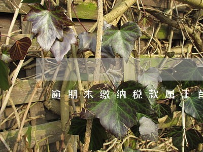 逾期未缴纳税款属于首违不罚吗 逾期未缴纳税款属于首违不罚吗