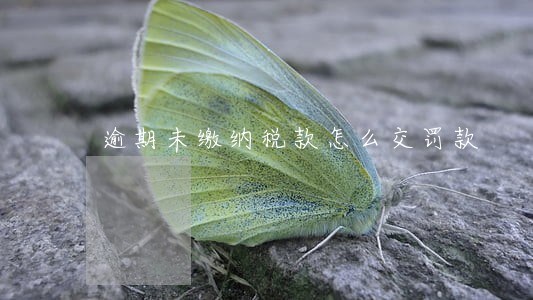 逾期未缴纳税款怎么交罚款