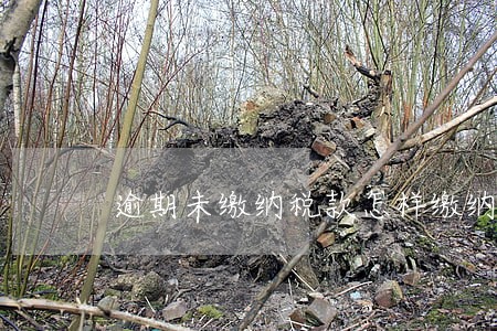 逾期未缴纳税款怎样缴纳 逾期未缴纳税款怎样缴纳