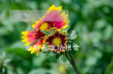 逾期未缴纳税金 逾期未缴纳税金