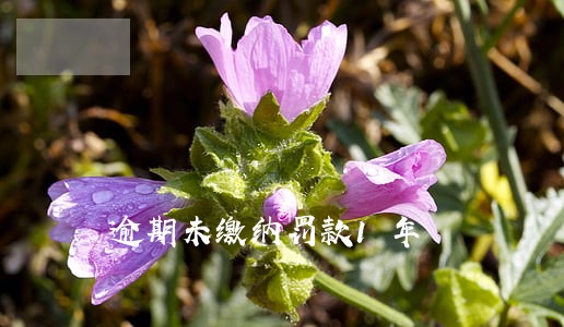 逾期未缴纳罚款1年 逾期未缴纳罚款1年