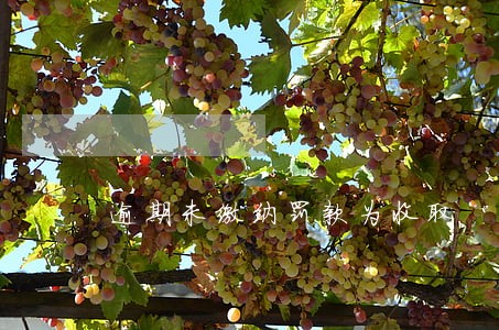逾期未缴纳罚款为收取 逾期未缴纳罚款为收取