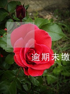 逾期未缴违章罚款