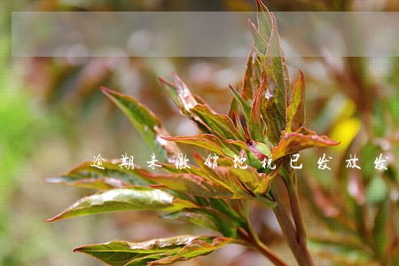 逾期未缴销地税已发放发票 逾期未缴销地税已发放发票