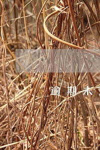 逾期未落户情况说明 逾期未落户情况说明