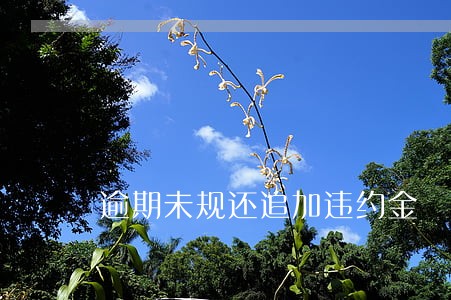 逾期未规还追加违约金 逾期未规还追加违约金