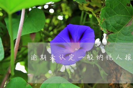 逾期未认定一般纳税人报税 逾期未认定一般纳税人报税