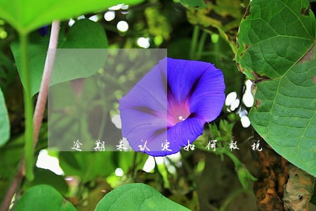 逾期未认定如何报税 逾期未认定如何报税