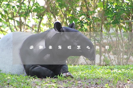 逾期未车检怎么补救 逾期未车检怎么补救