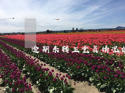 逾期未转正党员情况说明 逾期未转正党员情况说明
