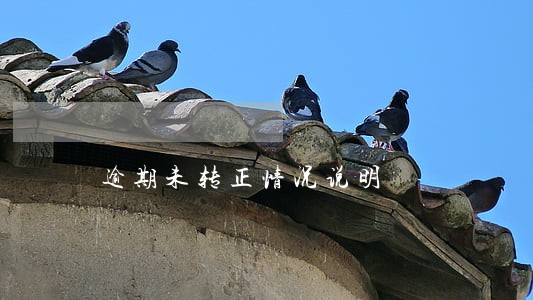 逾期未转正情况说明 逾期未转正情况说明
