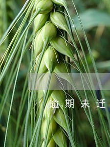逾期未迁出男方违约协议 逾期未迁出男方违约协议