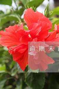 逾期未还会一直计算吗 逾期未还会一直计算吗