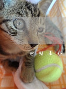 逾期未还住房贷款 逾期未还住房贷款