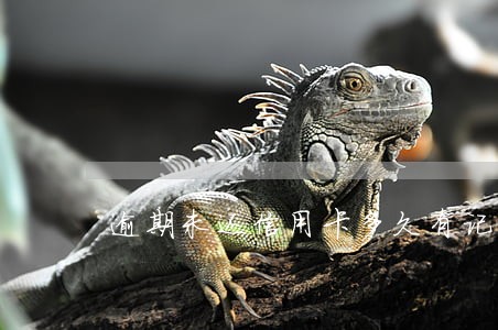 逾期未还信用卡多久有记录么 逾期未还信用卡多久有记录么
