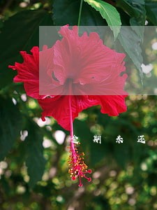 逾期未还利息是怎么算的浦发 逾期未还利息是怎么算的浦发