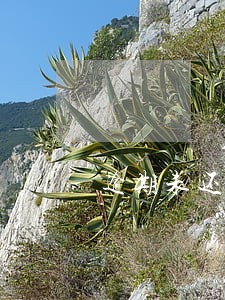 逾期未还完能不能给别人担保