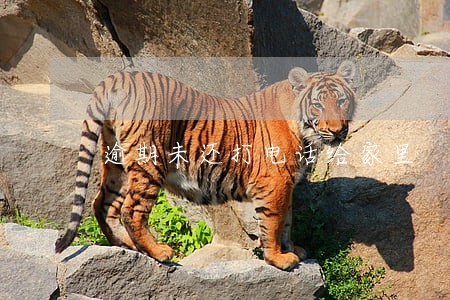 逾期未还打电话给家里 逾期未还打电话给家里