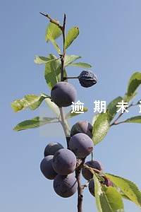 逾期未还款利率 逾期未还款利率