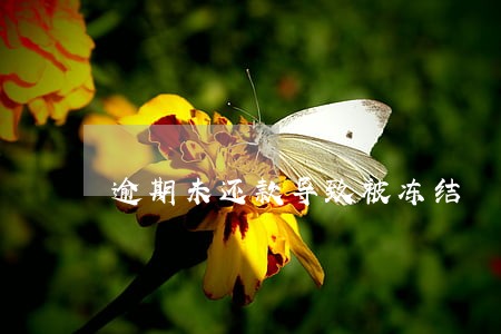 逾期未还款导致被冻结 逾期未还款导致被冻结