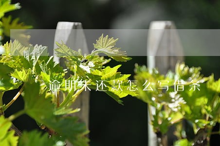 逾期未还款怎么写借条