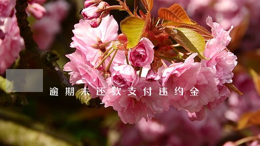 逾期未还款支付违约金 逾期未还款支付违约金